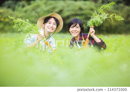Men and women harvesting vegetables in the field Men and women harvesting vegetables in the field 114371000