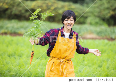 Woman harvesting vegetables in the field Woman harvesting vegetables in the field 114371001