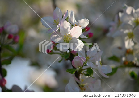 A beautifully blossoming fruit tree - an apple tree. White flowers in nature and spring time. Background for May. 114371046