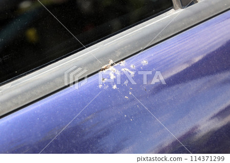 Bird droppings on the car Bird droppings on the car 114371299