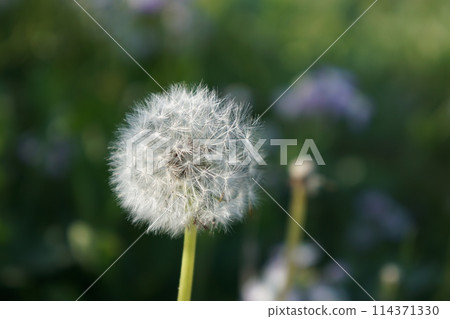 Dandelion swaying in the wind Dandelion swaying in the wind 114371330