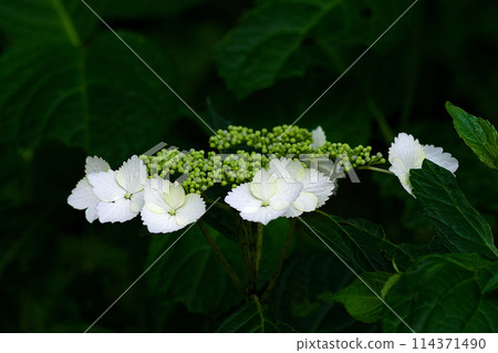 白色Hakuji繡球花 114371490