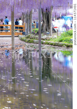 Wisteria trellis and flower rafts at Tennogawa Park, Tsushima City, Aichi Prefecture 114371491