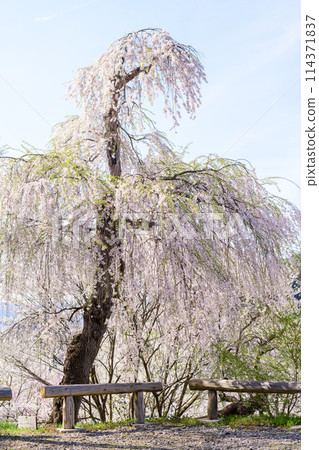 山形縣禦花里櫻花 Eboshiyama 公園 山形縣禦花里櫻花 Eboshiyama 公園 114371837