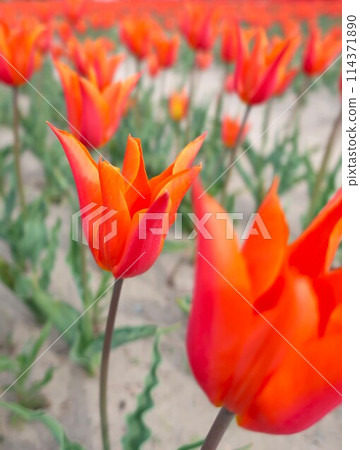 橙色鬱金香 114371890