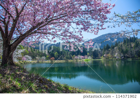 春天縣立森林 114371902