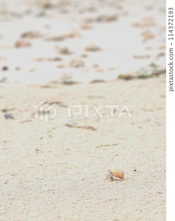 盛夏，清晨的海邊 114372193