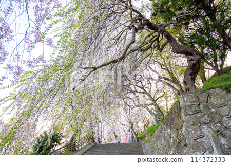 Evening at Eboshiyama Park, "Terasaka Red Weeping Tree", Yamagata Prefecture 114372333