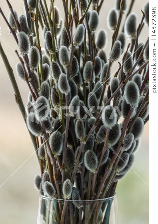 Willow branches in a vase on a background of green grass 114372398