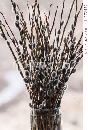 Pussy willow branches in a vase on the windowsill. Spring. Close-up Pussy willow branches in a vase on the windowsill. Spring. Close-up 114372452