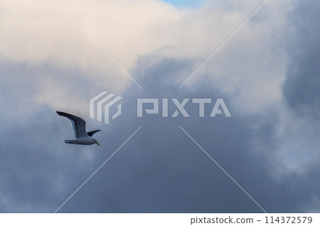 Close-up of a flying kelp gull 114372579