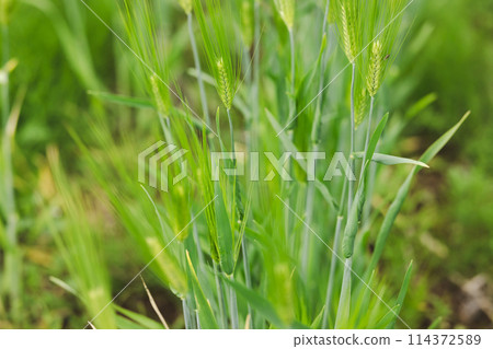 Wheat planted in a field 114372589