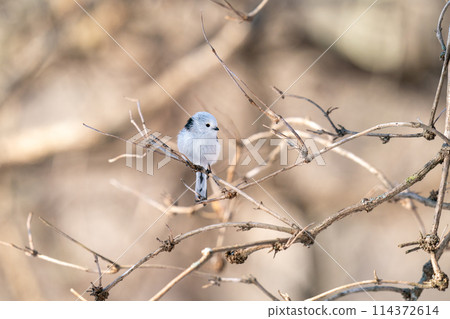 A long-tailed tit perches on a tree branch and looks around. A long-tailed tit perches on a tree branch and looks around. 114372614