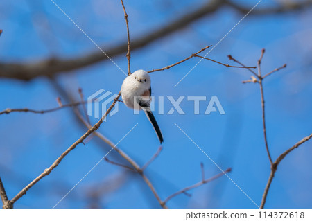 A long-tailed tit perches on a tree branch and looks around. 114372618