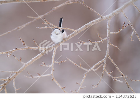 一隻長尾山雀棲息在樹枝上，環顧四周。 114372625