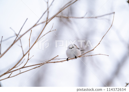 A long-tailed tit perches on a tree branch and looks around. 114372634