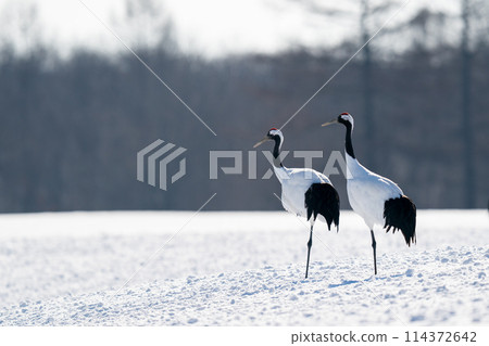 丹頂鶴在餵食區休息翅膀 114372642