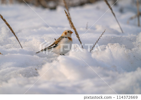 Snow Bunting searching for food on a snowy beach Snow Bunting searching for food on a snowy beach 114372669