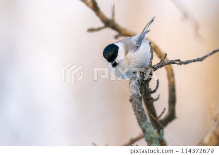 A long-billed cockatoo perches on a tree branch looking for food 114372679