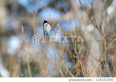 A coal tit perched on a tree branch searching for food 114372700