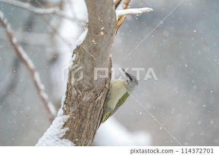 A Grey-capped Woodpecker perched on a tree trunk searching for food in the light snow A Grey-capped Woodpecker perched on a tree trunk searching for food in the light snow 114372701