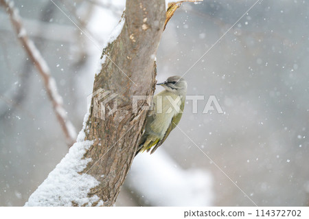 一隻啄木鳥棲息在樹幹上,在小雪中尋找食物 一隻啄木鳥棲息在樹幹上,在小雪中尋找食物 114372702
