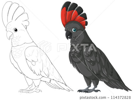 Colorful Cockatoo Illustration in Two Styles 114372828