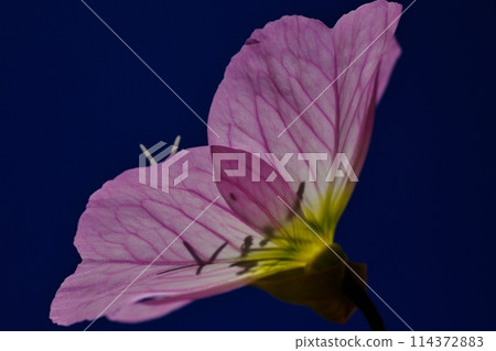 Flowers of the Hiruzatsukimisou blooming during the day 114372883