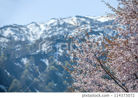 山與櫻花和降雪 山與櫻花和降雪 114373072