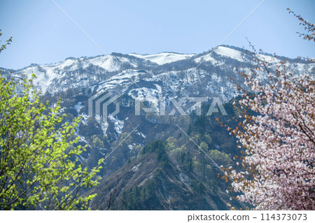 Mountain with cherry blossoms and snowfall Mountain with cherry blossoms and snowfall 114373073