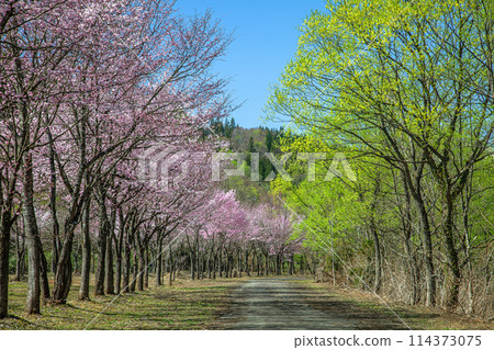 櫻花和柳樹 114373075