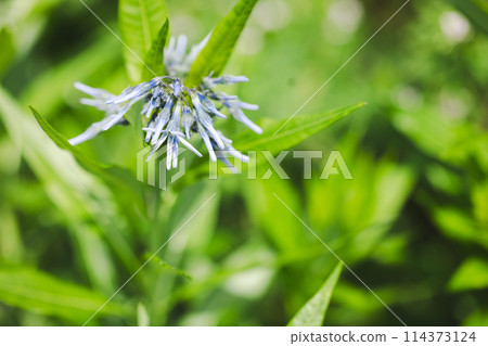 Blue flower Amsonia elliptica Blue flower Amsonia elliptica 114373124