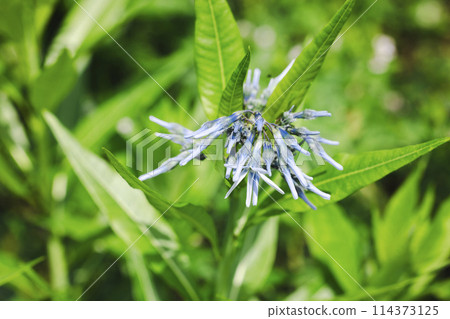 藍花 Amsonia elliptica 藍花 Amsonia elliptica 114373125