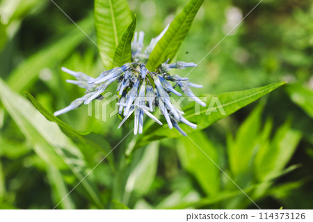 藍花 Amsonia elliptica 114373126