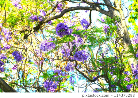 Jagaranda flowers brighten up Australian cities in summer Jagaranda flowers brighten up Australian cities in summer 114373298