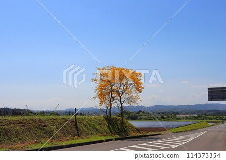 Yellow flowers of ipe tree along farm road 114373354
