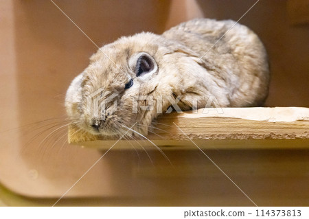 貢迪放鬆 114373813