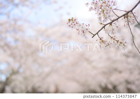 Cherry blossoms at Hirosaki Castle: Cherry blossom tunnel along the western moat, Aomori Prefecture Cherry blossoms at Hirosaki Castle: Cherry blossom tunnel along the western moat, Aomori Prefecture 114373847