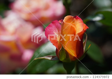 王子玫瑰園的玫瑰盛開 王子玫瑰園的玫瑰盛開 114373972