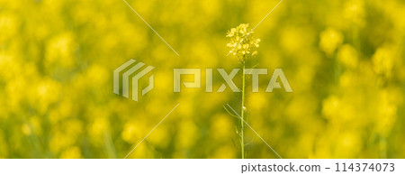 "Saitama Prefecture" Flowers blooming on the Shiba River riverbed, Minuma rice field 114374073