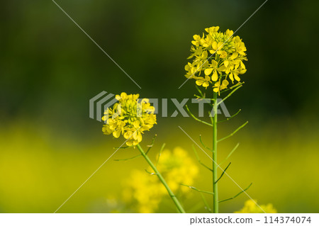 「埼玉縣」芝川河畔盛開的三沼稻田 「埼玉縣」芝川河畔盛開的三沼稻田 114374074