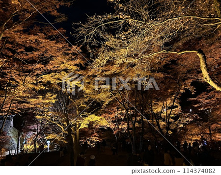 Illuminated autumn leaves in Korankei Illuminated autumn leaves in Korankei 114374082