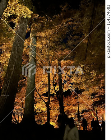Illuminated autumn leaves in Korankei 2 Illuminated autumn leaves in Korankei 2 114374083