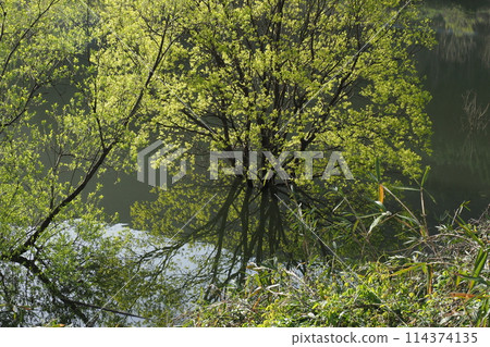 Spring at Lake Muro 114374135