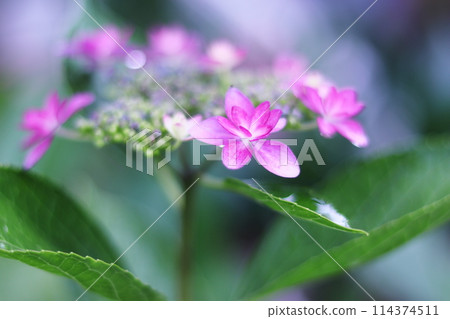 含水的水合物在雨中濕潤 114374511