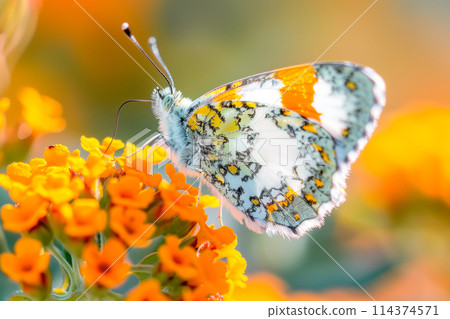 Beautiful Yellow and White butterfly rests among the foliage of a garden 114374571