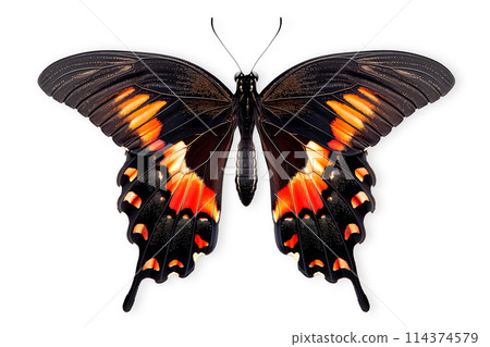 Beautiful Red-bodied Swallowtail butterfly isolated on a white background with clipping path 114374579