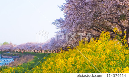 Rape blossoms and cherry blossoms 114374634
