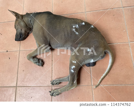 Thai Ridgeback dog sleeping on floor Thai Ridgeback dog sleeping on floor 114374762