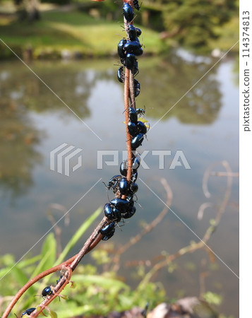 The thunder beetle has a beautiful lapis lazuli luster 114374813